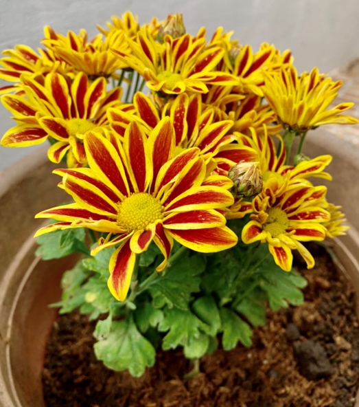 A picture containing plant, flower

Description automatically generated