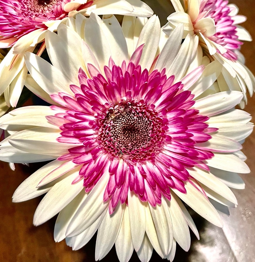 A close up of a flower

Description automatically generated with medium confidence
